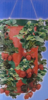 Topsy Turvy Hängepflanzer Erdbeere