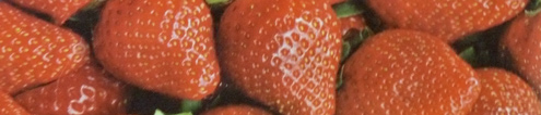 Topsy Turvy Hngepflanzer Erdbeere